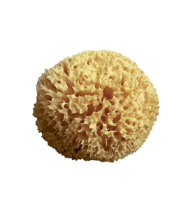 ESPONJA ARCHIPIELAGO 11/12 cm